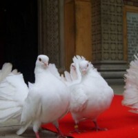 Porumbei Nunta Porumbei Nunta Bucuresti