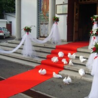 Porumbei Albi Nunta Bucuresti Porumbei Nunta Bucuresti